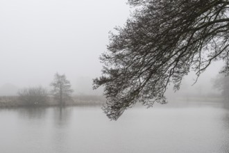 Pond landscape with black alder (Alnus glutinosa) in the fog, Emsland, Lower Saxony, Germany