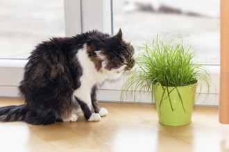 House cat eats cat grass in the apartment, Upper Bavaria, Germany