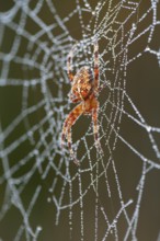 Gartenkreuzspinne (Araneus diadematus) im Netz mit Tautropfen, Weibchen, Oberbayern, Deutschland /