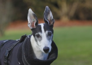 Greyhound (Canis lupus familaris), male dog 10 years, portrait, in the countryside, North