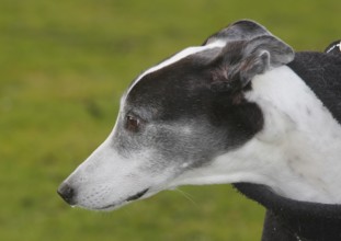 Greyhound (Canis lupus familaris), male dog 10 years, portrait sideways, in the countryside, North