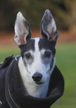 Greyhound (Canis lupus familaris), male dog 10 years, portrait, in the countryside, North