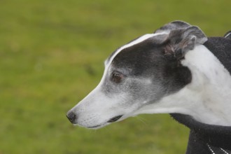 Greyhound (Canis lupus familaris), 10 years, male dog, portrait sideways, in the countryside, North