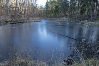 Frozen old carp pond, tree trunk, beaver tracks near Spechthausen, Brandenburg, Germany