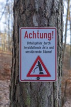 Warning sign warns of risk of accidents due to falling branches and falling trees, forest area near