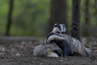 A pair of badgers (Meles meles) grooming each other at the roof castle, fun, joie de vivre,