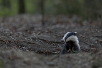 Before the badger (Meles meles) leaves its den completely, it secures in all directions, nocturnal,