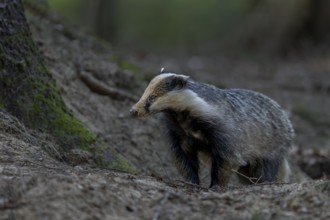 The badger moth (Meles meles) is busy almost every evening optimising or repairing the construction