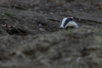After leaving the den, badgers (Meles meles) usually devote themselves extensively to grooming,