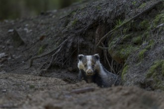 Carefully and slowly a badger (Meles meles) slips out of its den, nocturnal, Germany