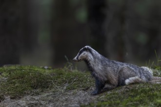 The badger (Meles meles) has left the den and is tensely securing itself near the cave entrance,