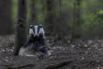 As a rule, badgers (Meles meles) begin intensive grooming, body care, scratching, itching,