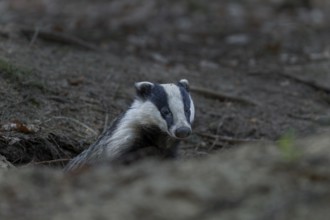 In the early evening the badger (Meles meles) leaves the den, nocturnal, Germany
