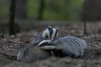 A pair of badgers (Meles meles) grooming each other at the roof castle, grooming, fun, joie de