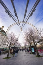 View through trees to Ferris wheel with blue sky in background, London Eye, London, United Kingdom