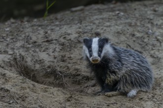 Just 3 months old, the badger (Meles meles) is practising digging in the fine sand, animal