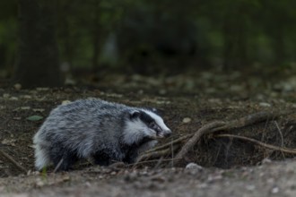 A badger (Meles meles) born last year explores the surroundings of the Dachsburg, animal children,