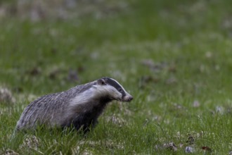 The badger (Meles meles) has just left its den under a dilapidated house and goes in search of