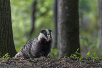 The badger moth (Meles meles) spends a few minutes in front of the burrow in front of setting off
