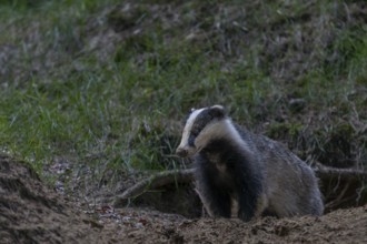 After a few minutes, the young badger (Meles meles) leaves the cave entrance, animal children,