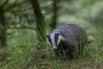 After the badger (Meles meles) has left the den, it particularly checks the entrances to the badger