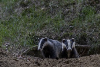 Badger siblings (Meles meles) at the age of about 6 months in front of the burrow, animal children,