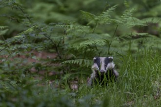 With the last light of day, an old badger (Meles meles) leaves the den and goes directly to look