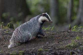 A badger moth (Meles meles) has just left the burrow, nocturnal, Germany