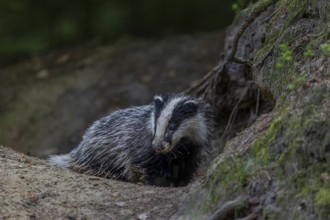 The fine sand sticks to the wet fur of the young badger (Meles meles), baby animals, sweet, cute,