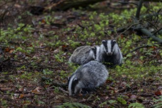 Approx. 3 months Badger siblings (Meles meles) go on an exploration tour together, baby animals,