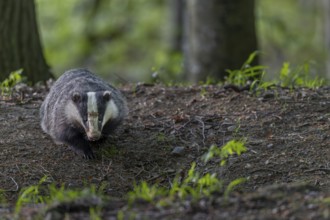 The badger moth (Meles meles) seems to enjoy the peace and quiet, nocturnal, Germany