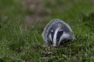 A young badger (Meles meles) searches for food directly at the entrance to its den, baby animals,