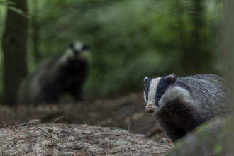 Badgers (Meles meles) become active at dusk, nocturnal, Germany