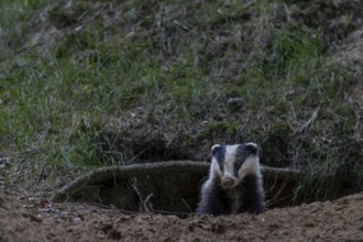 The young badger (Meles meles) looks cautiously out of its den, nocturnal animals, Germany