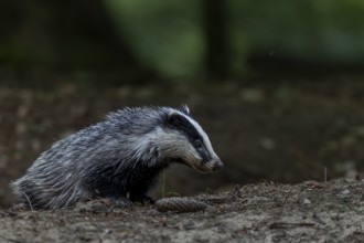 A young badger (Meles meles) explores the surroundings of the Dachsburg, baby animals, cute, cute,