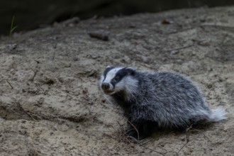 An approximately 3-month-old young badger (Meles meles) explores the surroundings of the Dachsburg,