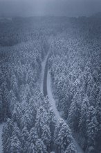 Long, snowy road in a thick winter forest, Hörschweiler, Freudenstadt district, Germany