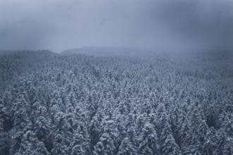 Wide, snowy forest landscape under a dark sky, Hörschweiler, Freudenstadt district, Germany