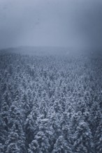Dense, snowy forest under a grey, cloudy sky, Hörschweiler, Freudenstadt district, Germany