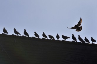 Pigeons in the city in winter, Germany