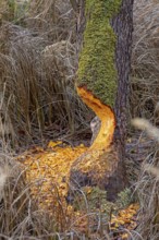 Tree bit by beaver near Spechthausen, Brandenburg, Germany