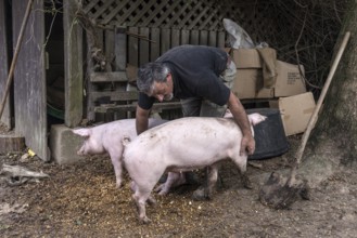 Farmer caressing his two domestic pigs (Sus scrofa domesticus) on his farm, Middle Franconia,