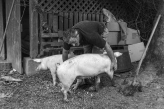 Farmer caressing his two domestic pigs (Sus scrofa domesticus) on his farm, black and white, Middle