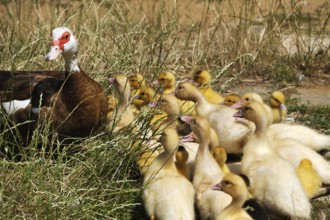 Muscovy duck (Cairina moschata) with its young in the grass on a farm, Eckental, Middle Franconia,