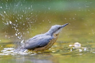 Nuthatch (Sitta europaea) bathing in the river and creating splashing water, vivid scene in natural