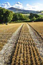 Straw bales in the Scottish fields, Southeast Scotland, UK