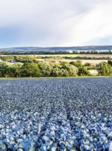 Red Cabbage on Scottish fields, Southeast Scotland, UK