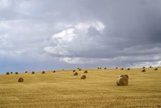 Straw bales on the Scottish fields, Southeast Scotland, UK