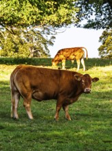 Bulls and Cows on Scottish Borders Farms, Scotland, UK