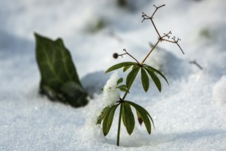 Woodruff plant (Galium odoratum) rising from the snow, Baden-Württemberg, Germany